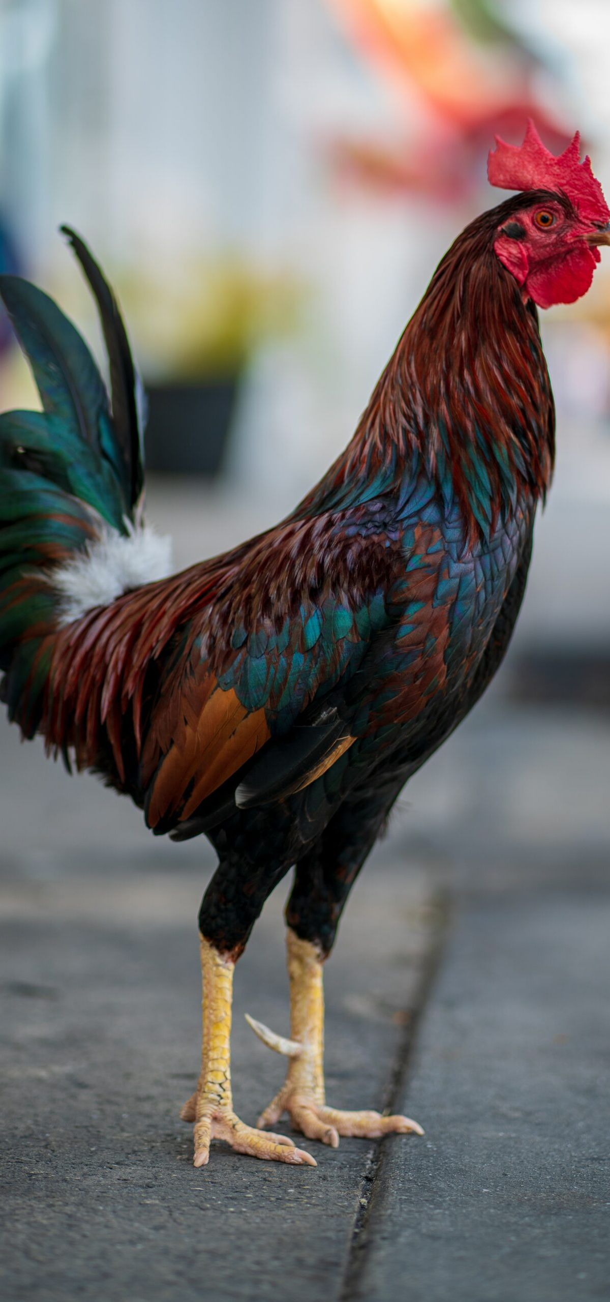 Entrepreneurial Balance: Don't Be the Person with Chicken Legs